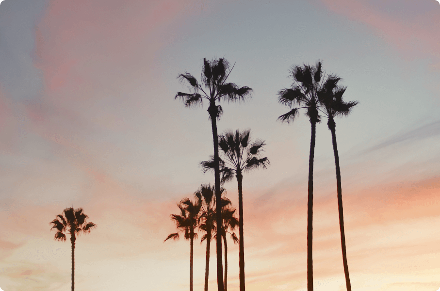 Tall palm trees silhouetted against a vibrant sunset sky with soft pink and orange hues